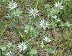 Eryngium heterophyllum