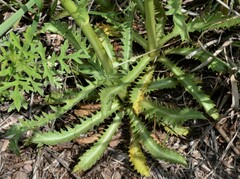 Eryngium heterophyllum