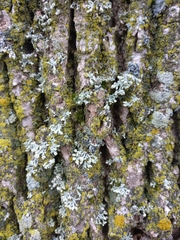 Physcia adscendens