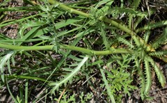 Eryngium heterophyllum