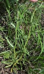 Eryngium heterophyllum