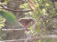 Stipiturus malachurus