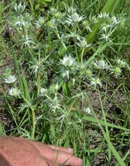 Eryngium heterophyllum