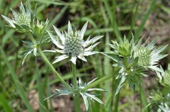 Eryngium heterophyllum