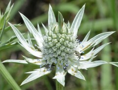 Eryngium heterophyllum
