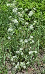 Eryngium heterophyllum
