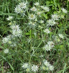 Eryngium heterophyllum