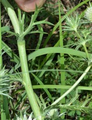 Eryngium heterophyllum