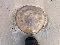 Pseudorhiza haeckeli