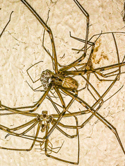 Physocyclus globosus
