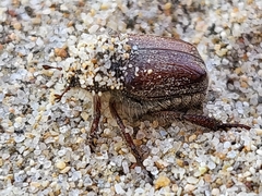 Hoplia
