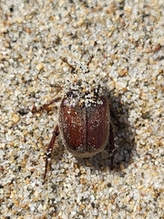 Hoplia