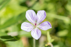 Geranium richardsonii