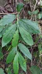 Zingiber kawagoii