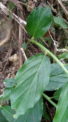 Zingiber kawagoii
