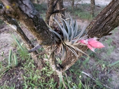 Tillandsia recurvifolia