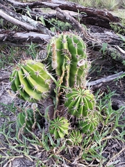 Echinopsis rhodotricha