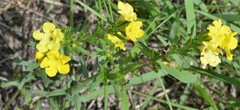 Lithospermum cobrense
