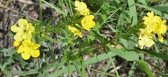 Lithospermum cobrense