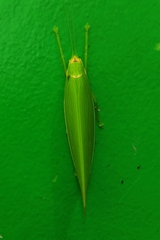 Climacoptera parallela