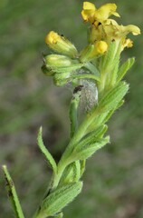 Lithospermum cobrense