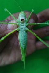 Climacoptera parallela