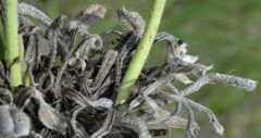Lithospermum cobrense
