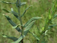 Lithospermum cobrense