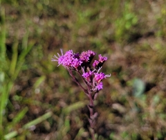 Carphephorus odoratissimus