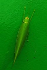 Climacoptera parallela