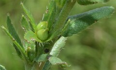 Lithospermum cobrense