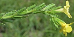 Lithospermum cobrense