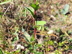 Carphephorus odoratissimus