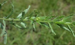 Lithospermum cobrense