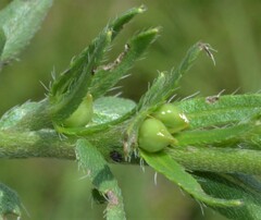 Lithospermum cobrense