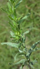 Lithospermum cobrense