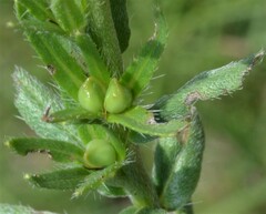 Lithospermum cobrense