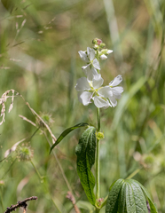 Sidalcea