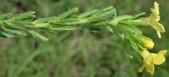 Lithospermum cobrense