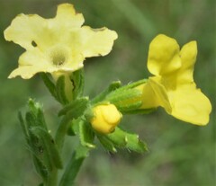 Lithospermum cobrense