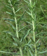 Lithospermum cobrense