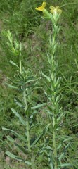 Lithospermum cobrense