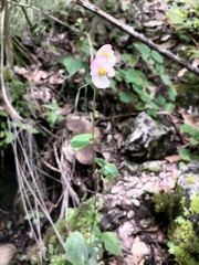 Begonia bulbillifera