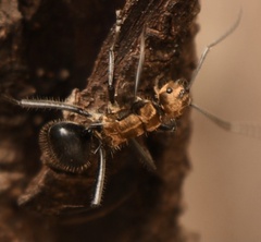 Polyrhachis semiaurata