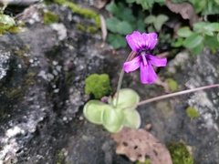 Pinguicula moranensis