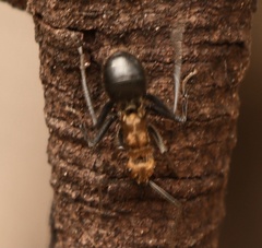 Polyrhachis semiaurata