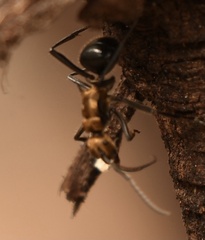 Polyrhachis semiaurata