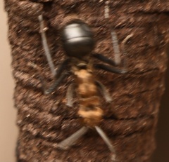 Polyrhachis semiaurata