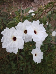 Ipomoea pauciflora