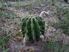 Echinopsis rhodotricha